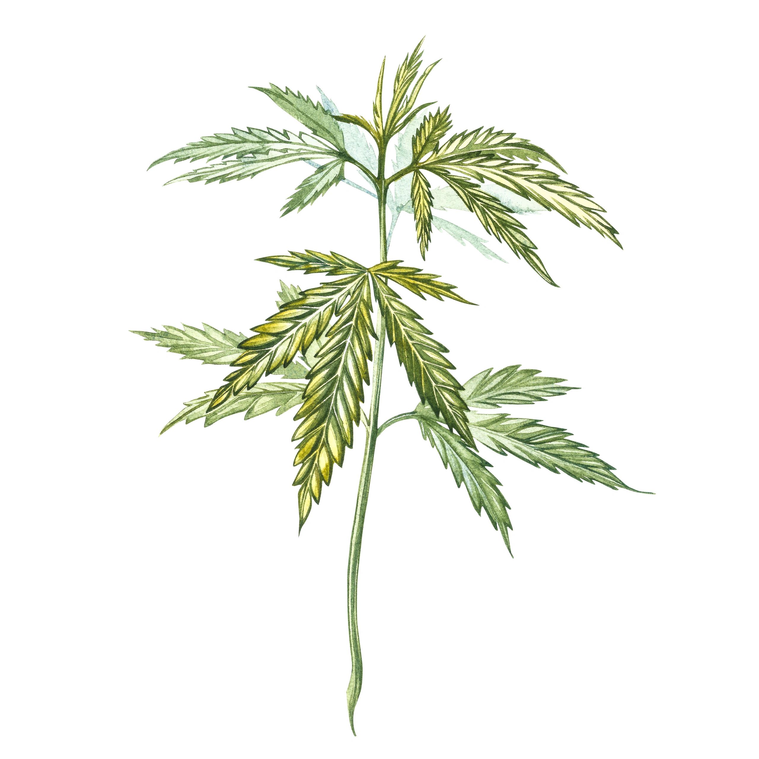 CBD oil products